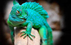 imagen de un reptil